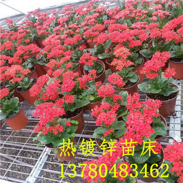 <a href='/' target='_blank'><a href='http://dafeci.cn/miaochuangsheshi/203.html'target='_blank'>花架網(wǎng)</a></a>