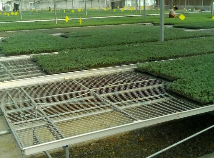 <a href='http://dafeci.cn/miaochuangsheshi/199.html'target='_blank'>育苗床</a>.jpg