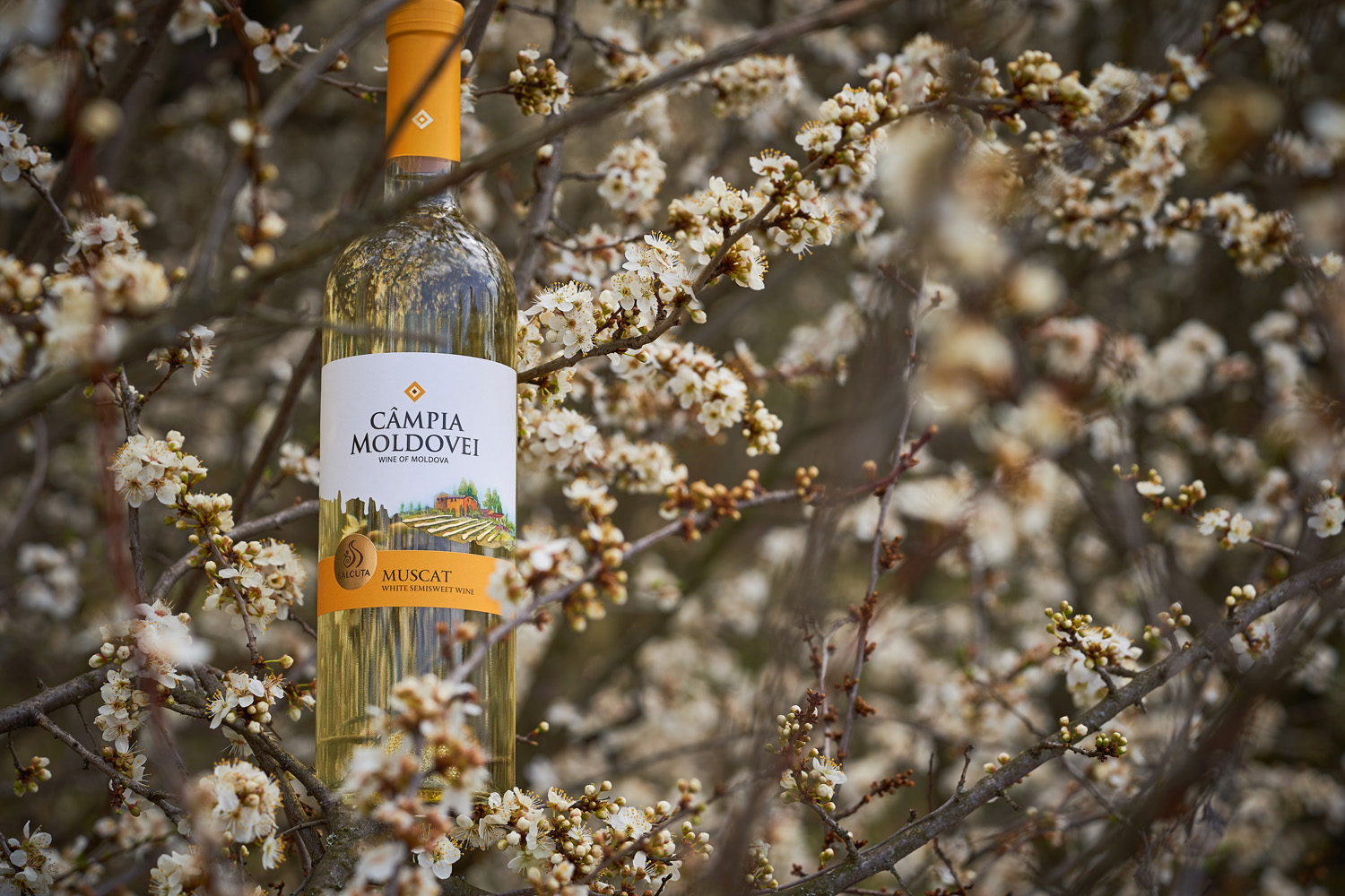 蘭州酒包裝設(shè)計公司(圖4) 蘭州酒包裝設(shè)計公司(圖4)