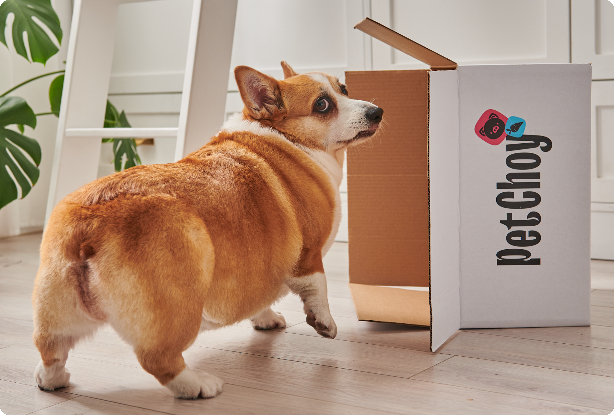 寵物包裝設(shè)計(jì)欣賞食品狗糧包裝設(shè)計(jì)欣賞貓糧包裝設(shè)計(jì)欣賞包裝設(shè)計(jì)全套(圖25)