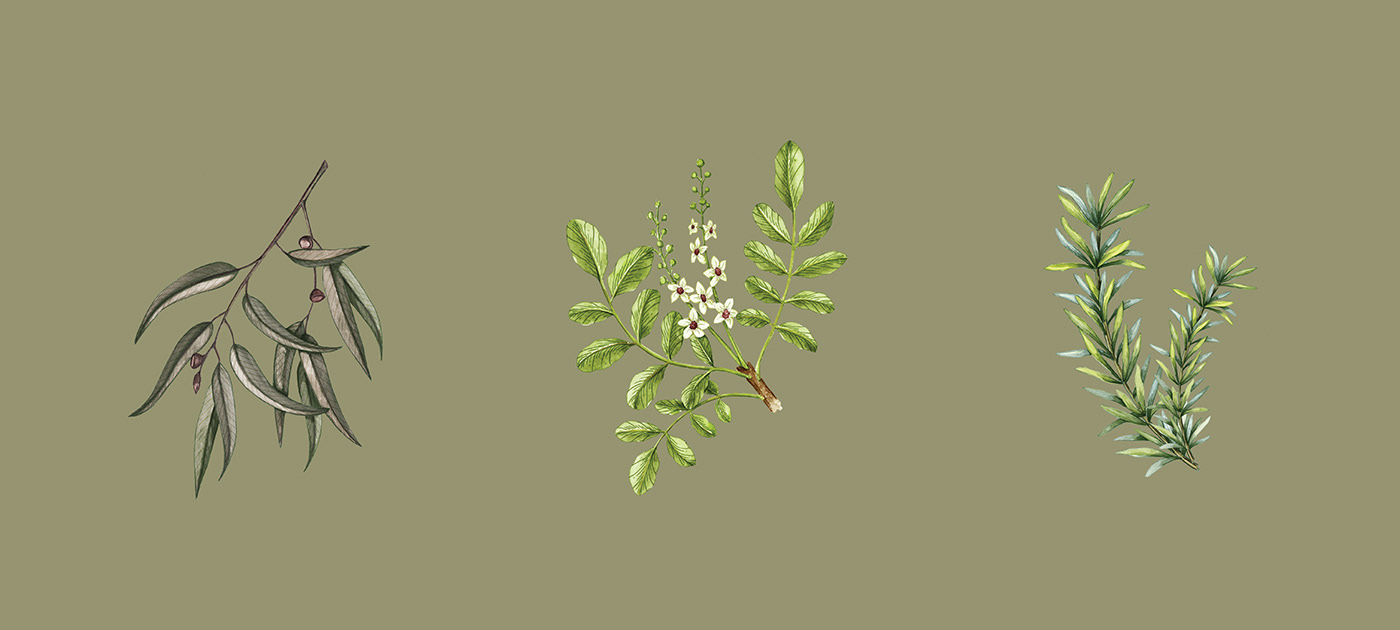 能讓人想起傳統(tǒng)的植物學(xué)書(shū)籍的護(hù)膚品包裝設(shè)計(jì)(圖9)