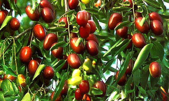 鼎力東方棗園品牌logo與食品包裝設(shè)計(jì)欣賞(圖2)