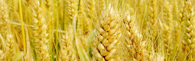 淮糧春品牌logo與食品包裝設(shè)計欣賞(圖3)