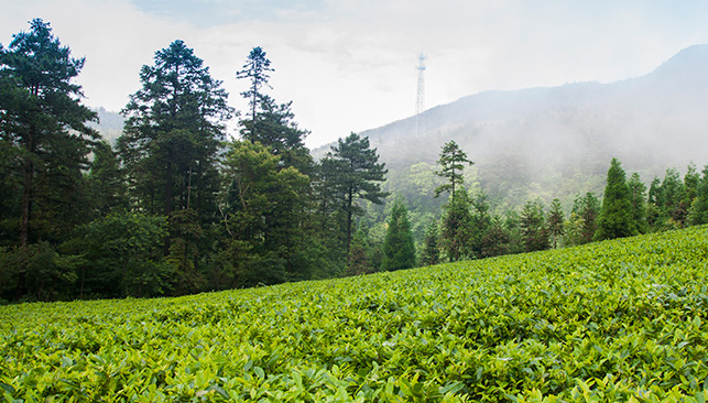 九獅寨 九獅寨品牌logo與食品包裝設(shè)計(jì)欣賞(圖2)