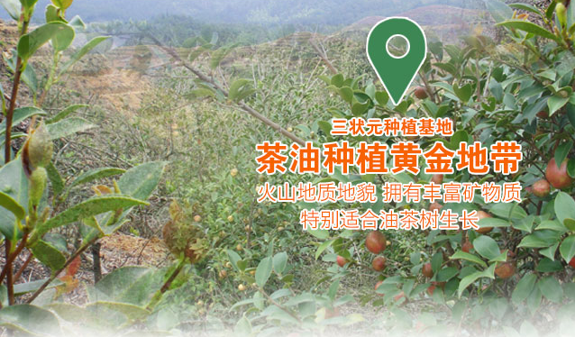 三狀元品牌logo與食品包裝設(shè)計(jì)欣賞(圖3)