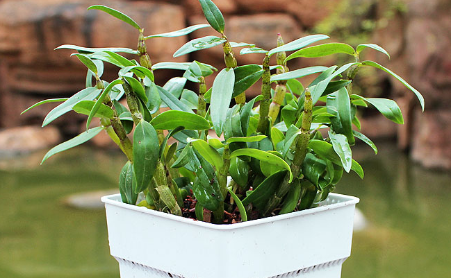 山葛老葛根粉 山葛老品牌logo與食品包裝設(shè)計欣賞(圖2)