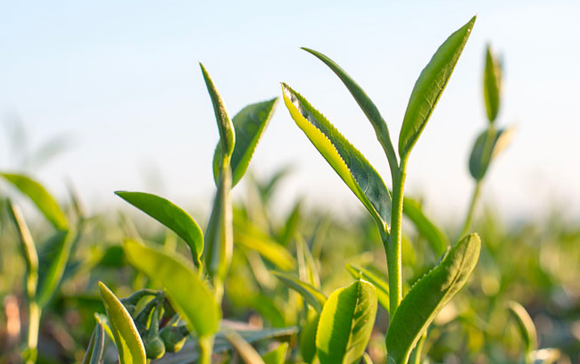 QingHua清鏵食品包裝設(shè)計(jì)欣賞(圖4)