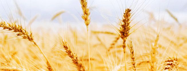 恒銳面粉 HR恒銳食品包裝設計欣賞(圖2)