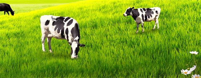 奔月食品包裝設計欣賞(圖4)