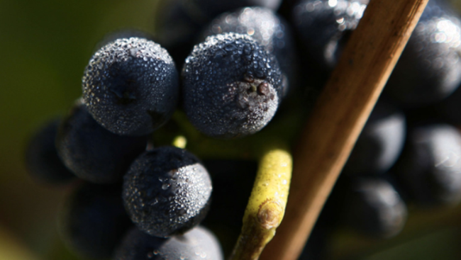 堡林爵 Bollinger堡林爵食品包裝設(shè)計(jì)欣賞(圖2)