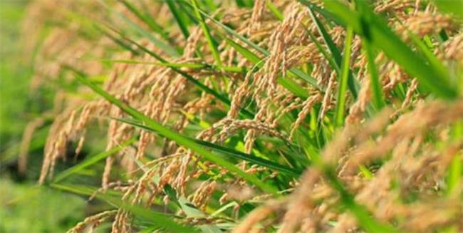 射陽大米 射陽大米食品包裝設計欣賞(圖4)